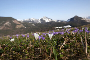 Meadow of crocus in bloom, mountain panorama.