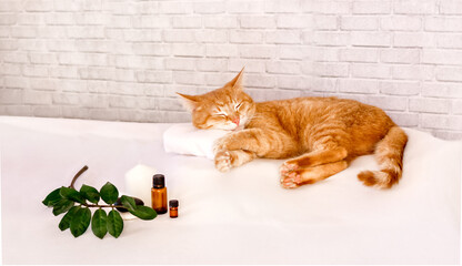Sleeping cat on a massage towel. Also in the foreground is a bottles of aromatic oil. Concept: massage, body care.