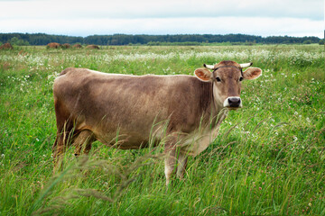 Fototapeta premium Brown cow stands on the green field in cloudy summer day
