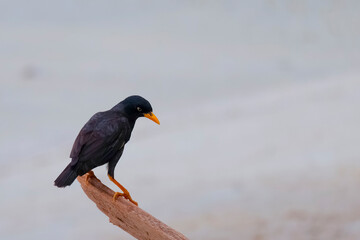 red winged blackbird