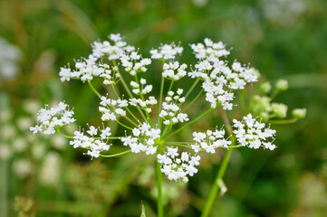Morning field background with wild flowers. Wild flowers in a meadow nature.