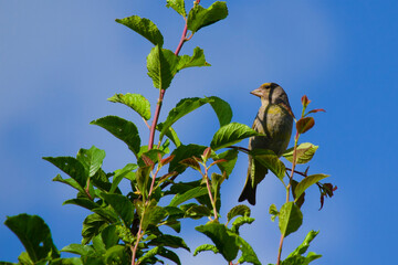 A bird on a bright green branch. The goldfinch's head is turned in profile.

The background of bright blue sky. 