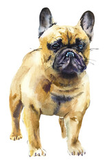 French Bulldog. Portrait dog. Watercolor hand drawn illustration