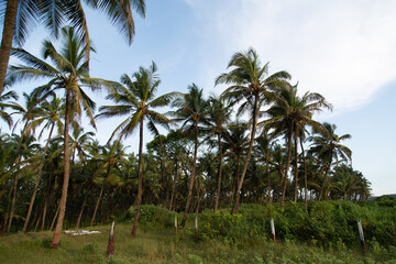 Palm forest in tropical country
