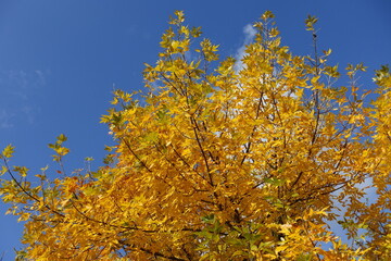 Branches of Fraxinus pennsylvanica with autumnal foliage against blue sky in October