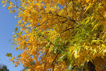 Clear blue sky and autumnal foliage of Fraxinus pennsylvanica in October