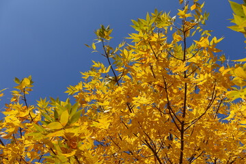Naklejka na ściany i meble Deep blue sky and amber yellow autumnal foliage of Fraxinus pennsylvanica in October