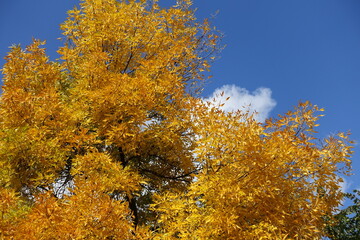 Orangey yellow autumnal foliage of Fraxinus pennsylvanica against blue sky in October
