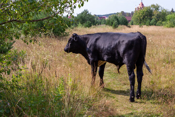 One-year-old black bull grazing in a meadow