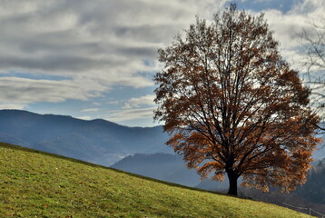 Der Schwarzwald im Winter in Freiamt bei Freiburg