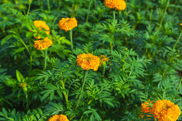.Marigold fields in the morning