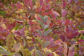 Red, yellow and green autumnal foliage of forsythia in October
