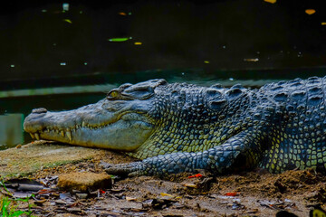 alligator in the everglades