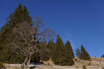 gnarled tree without leaves in a landscape with blue sky