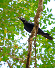 crow on a tree