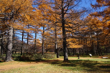 Autumn yellow forest of Senjogahara Marshland in Nikko, Tochigi prefecture, Japan - 戦場ヶ原 森 栃木県 日光市 日本
