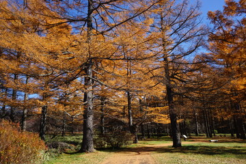 Autumn yellow forest of Senjogahara Marshland in Nikko, Tochigi prefecture, Japan - 戦場ヶ原 森 栃木県 日光市 日本	