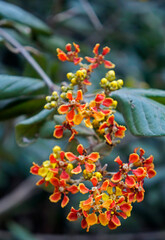 Wild orange flowers, Rio de Janeiro