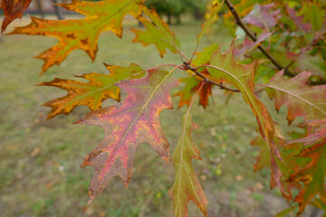 Foliage of red oak tree in October