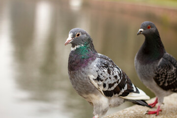 pigeons in the park