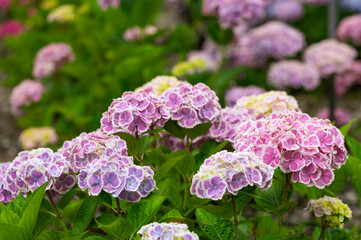 夏の始まり、紫陽花