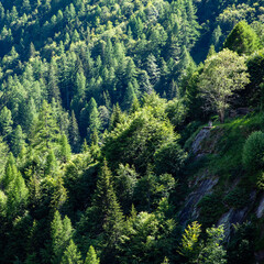 Obraz premium Wald grün