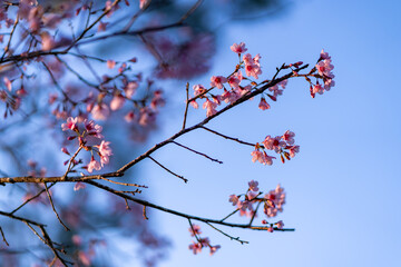 A wild Himalayan cherry flower that blooms from December to January at Phu Lom Lo, Loei, Thailand