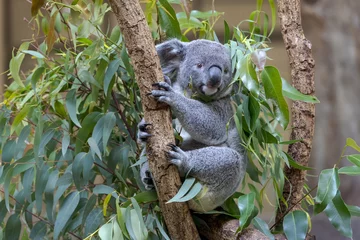 Foto auf Acrylglas コアラ, Koala © Molyomoto