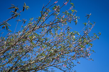Peach blossoms. Spring. Blooming natural background.