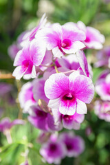 Fototapeta na wymiar Beautiful purple orchid,Blooming in the garden