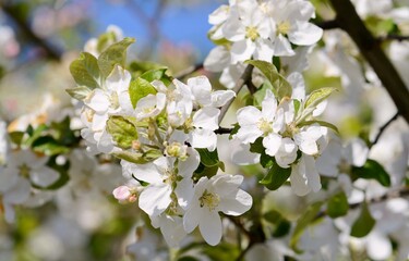 Obraz premium Blooming apple tree branch. Apple tree flowers