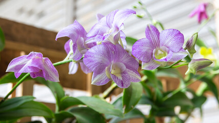 Beautiful purple orchid,Blooming in the garden