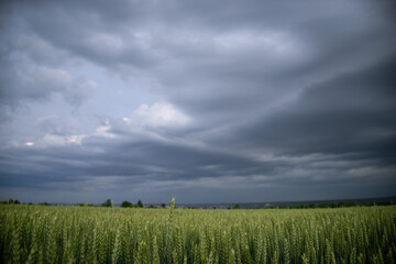 Obraz premium Wheat against the background of sunset sky with thunderstorm clouds.