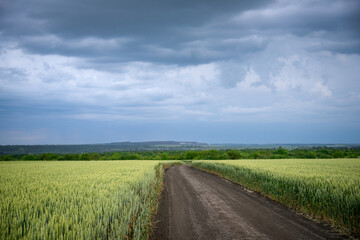 Fototapeta na wymiar Wheat fields with a long road and beautiful sunset sky with thunderstorm clouds.
