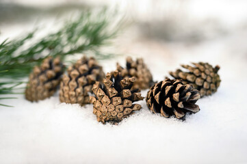 Fototapeta premium Winter background with snow fir branch and pine cones. Fir branches close-up. Coniferous tree with needles