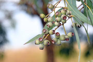 Gum nuts of the Australian native Leichhardts Rusty Jacket, Corymbia leichhardtii, family Myrtaceae. Yellow bloodwood endemic to northern and central Queensland. Formerly referred to Eucalyptus