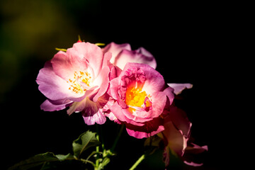 Fototapeta na wymiar Violet mix yellow rose flower