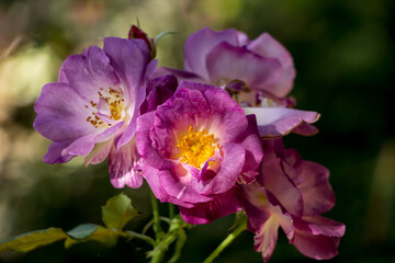 Fototapeta premium Violet mix yellow rose flower