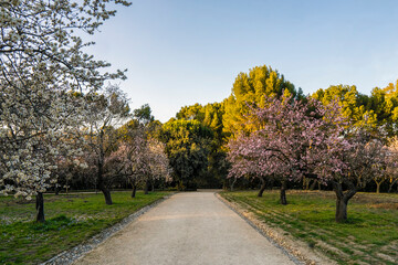 Spectacular path between flowering almond trees at the Quinta de los Molinos Park in centre of Madrid, Spain. First pink and white flowers in bloom due to the high temperatures of spring days.