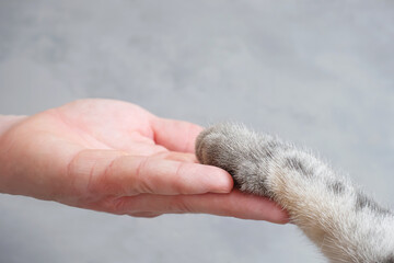 Gray striped cat's paw and human hand on a grey background. The concept of friendship of a man with...