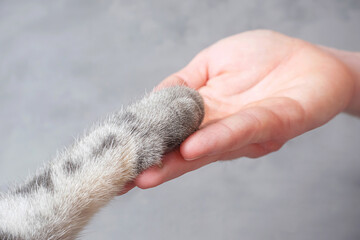 Gray striped cat's paw and human hand on a grey background. The concept of friendship of a man with a pet, caring for animals. Minimalism, feed on top, place for text. © Ольга Холявина