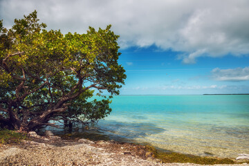Mangrove tree on the birch of the emerald bay. Road to Key West, Florida Coast. USA.