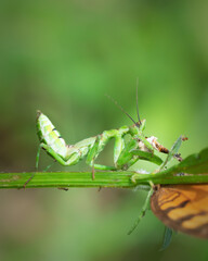 Close up view of green mantis eating butterfly on branches