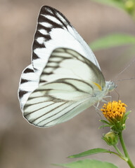 Close up of beautiful white butterfly pollinating on flowers