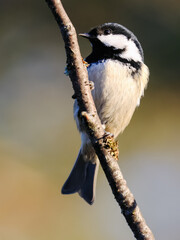 Blue tit in the tree