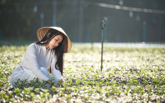 Vietnamese beautiful woman in national costume is growing vegetables in the farm.