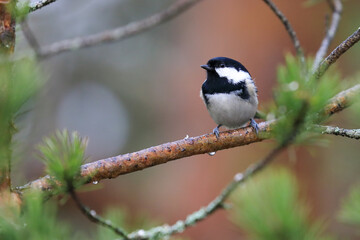 Blue tit in the tree