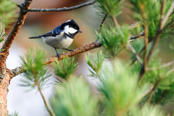 Blue tit in the tree