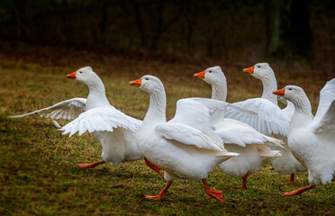 white geese on the farm