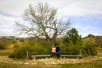 800 years oldest tree protected with fence in vashlovani national park with female tourist standing and reading information board